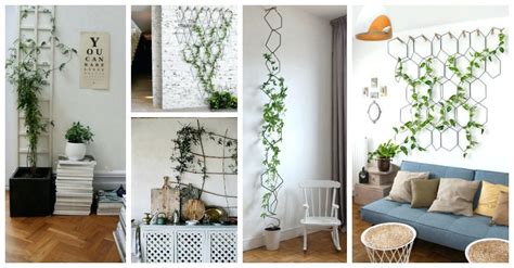 Indoor Ivy Plants English Ivy Indoor Plant For Sale | Indoor ivy, Indoor trellis, Indoor plant ...