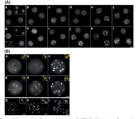 Structure of blastomere | Semantic Scholar