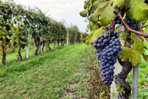 grapes in vineyard - Andretti Winery