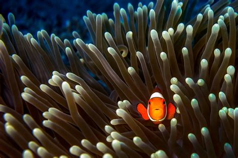 Wallpaper : animals, underwater, coral reef, clownfish, sea anemones ...