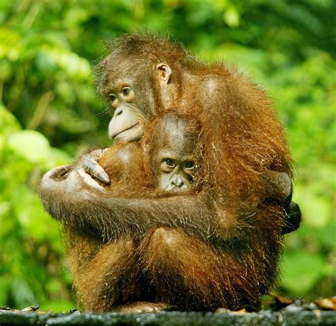 Hunting, loss of habitat halves orangutan population in Borneo ...