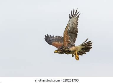 Flying Harriss Hawk Stock Photo 520251700 | Shutterstock