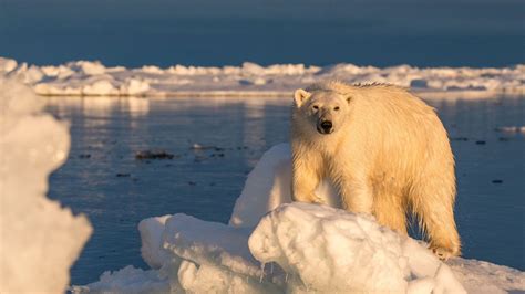 8 Reasons Why You Must Visit East Greenland by NWS - [Visit Greenland!]