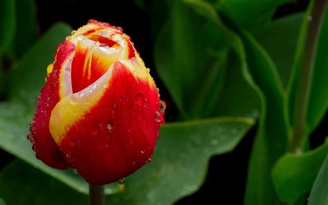 Tulip Bud Flower Drops Spring Nature wallpaper | 1680x1050 | #23636