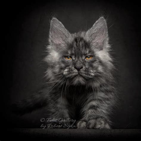 Black Maine Coon 1 by Robert Sijka - MaineCoon.org