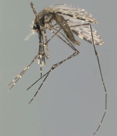 African malaria mosquito - Anopheles gambiae Say