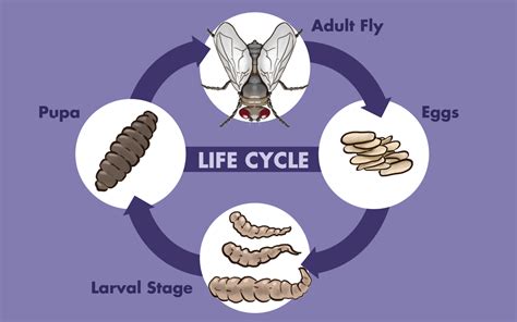 What Are Maggots and How to Get Rid of Them - Dengarden