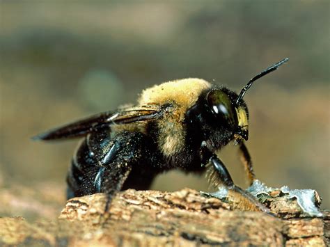 How to Get Rid of Carpenter Bees: Stings & Information