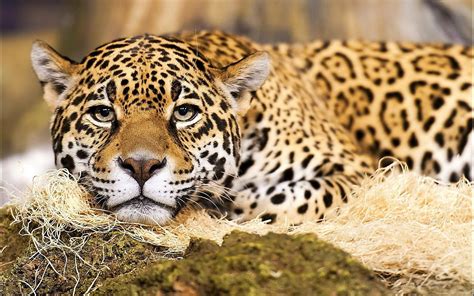 Jaguar: The National Animal of Brazil