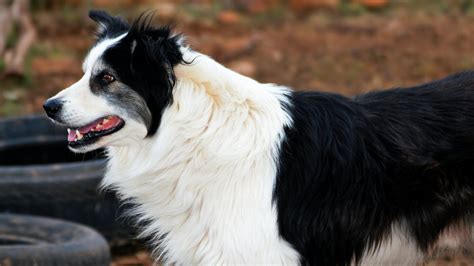 Do You Need a Sheepdog? Best Sheepdog Breeds for the Farm — J&R Pierce ...