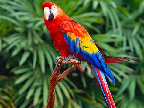 the little storyteller: How the parrot got its color.