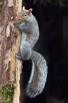 Western Gray Squirrel Facts for Kids - NatureMapping