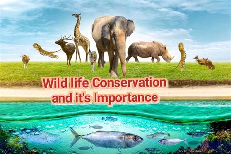 Philosophy And Significance Of Wildlife Conservation | by Umaimafatimapretty | Medium