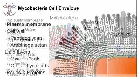 Mycobacterium Tuberculosis Cell Structure