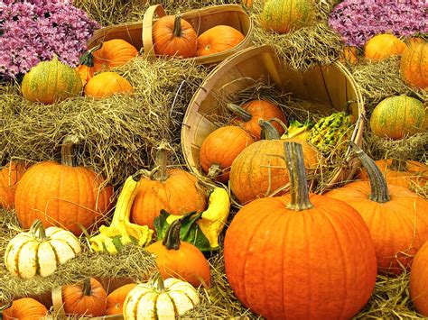 Pumpkin Harvest In The Countryside Photograph by Chantal PhotoPix