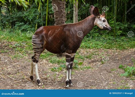 Okapi (Okapia johnstoni). stock image. Image of animals - 78952937