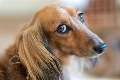 17 Most Popular Dachshund Mix Dogs | Your Dog Advisor