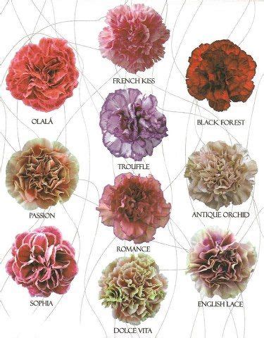 New carnation varieties--what do you think? - Rose of Sharon, Event ...