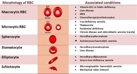 Peripheral smear – RBC – Histopathology.guru