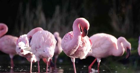 Flamingo Behavior - AnimalBehaviorCorner