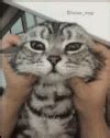 Cat Squish GIF - Cat Squish Face - Discover & Share GIFs