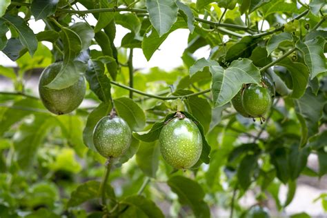 Produtividade de maracujá orgânico é quase 3x maior que cultivo com agrotóxico