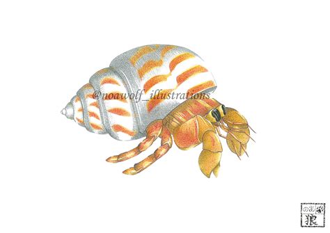 Hermit Crab Drawing at GetDrawings | Free download