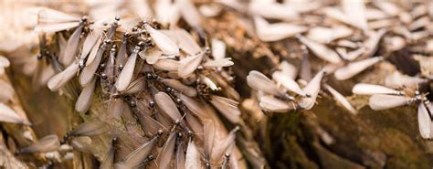 How can I tell if those are flying ants or termites swarming at the foundation of my house ...