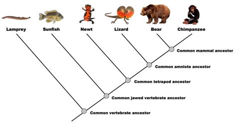 Cladogram - Nitin Mamidi's Website