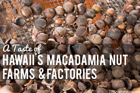 A Taste of Hawaii's Macadamia Nut Farms and Factories | Macadamia nuts, Macadamia, Farm