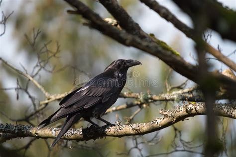 Common Raven Resting in Forest Stock Image - Image of flock, picking: 272144293