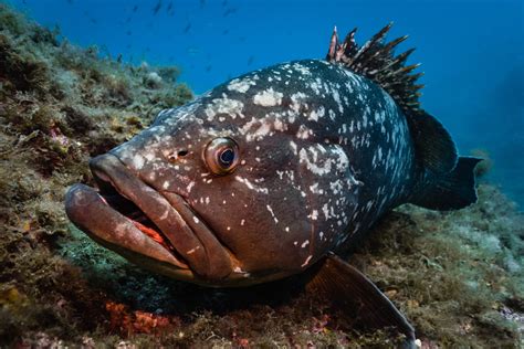 Dusky grouper • Epinephelus marginatus • Fish sheet