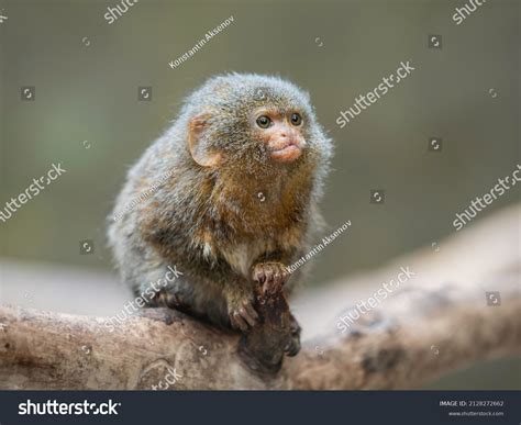 Pygmy Marmoset: Over 912 Royalty-Free Licensable Stock Photos | Shutterstock