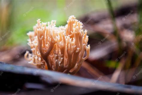 Premium Photo | A white mushroom with a thick stem is in the foreground.