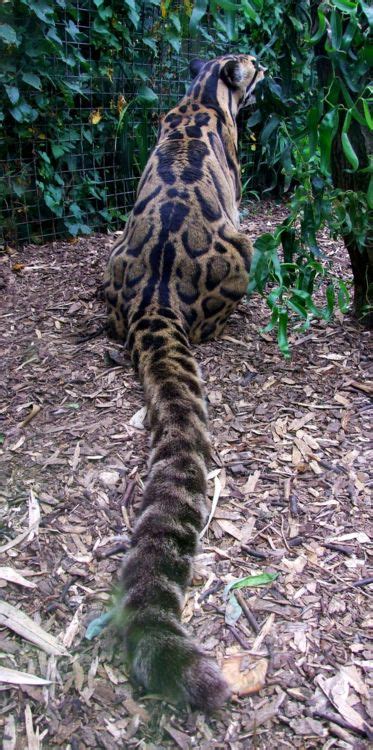 Clouded Leopard... have VERY long tail. : r/cat