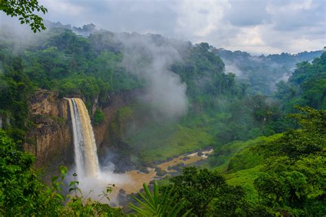 Rare tree in Cameroon named after Leonardo DiCaprio - Earth.com