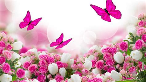 Pink Butterflies With Pink White Roses HD Pink Butterfly Wallpapers ...