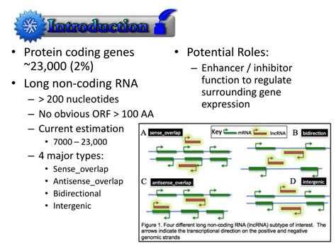 PPT - LONG NON-CODING RNA PowerPoint Presentation, free download - ID:2077700