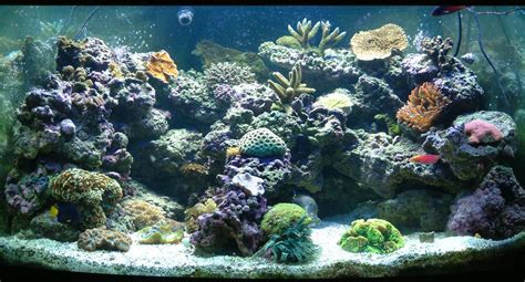 Free photo: Saltwater aquarium - Aquarium, Kids, Wonder - Free Download ...