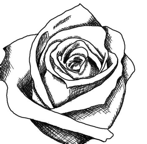 Free Rose Drawings Black And White, Download Free Rose Drawings Black And White png images, Free ...