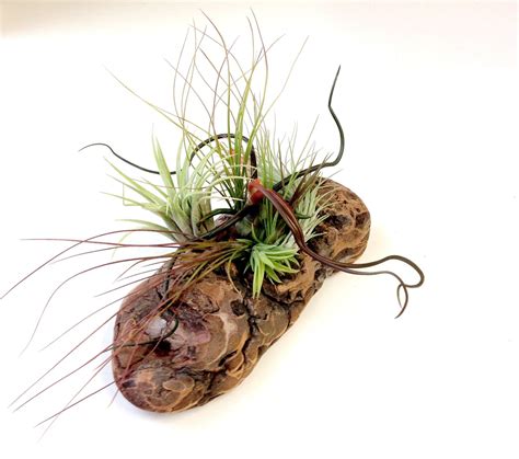 Air Plants on Driftwood: Mounted Tillandsias on by Plantzilla