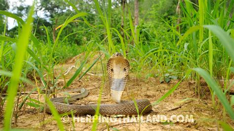 Naja kaouthia – Monocled Cobra – HerpingThailand.com