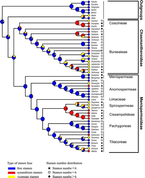 Ancestral state analysis of androecium in Menisperimaceae. Colours:... | Download Scientific Diagram