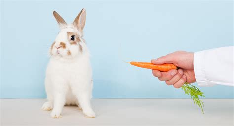 Can Rabbits Eat Carrots Daily Or Just As A Special Treat?