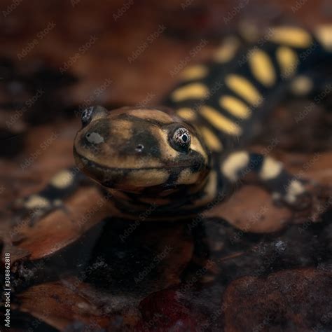 Tiger Salamander Stock Photo | Adobe Stock