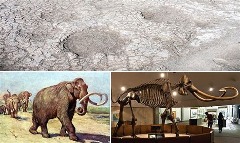 Ice Age mammoth fossils reveals caring mammoth society | Daily Mail Online