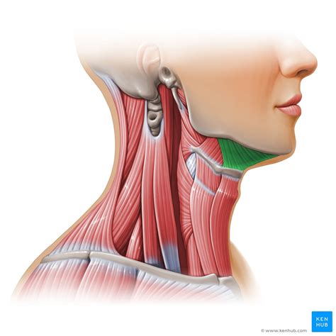 Mylohyoid: Origin, insertion, innervation and action | Kenhub