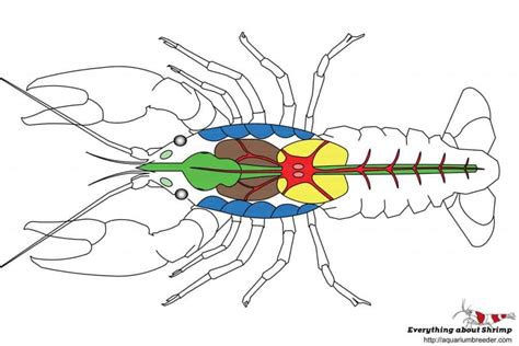 Diagram Of Crayfish Anatomy