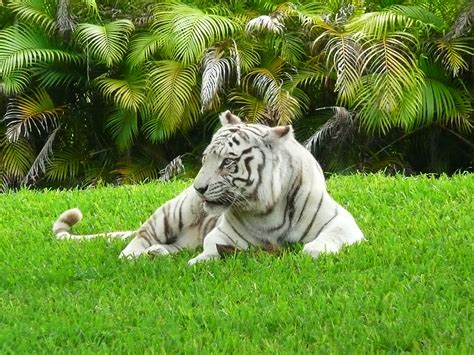 File:White Bengal tiger Miami MetroZoo.jpg - Wikipedia, the free encyclopedia