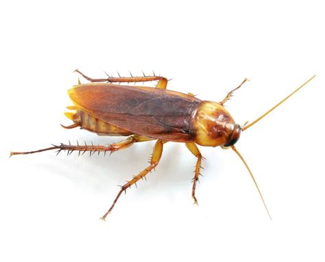 Roach Bite Ultimate Guide: How to Identify and Treat Cockroach Bites (Naturally)?